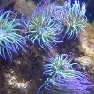 Snakelocks Anemone
