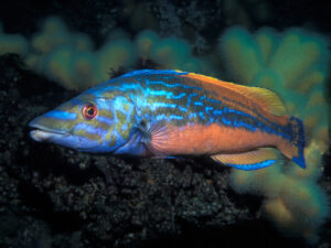 ASZ-Learn-Cuckoo-Wrasse-Labrus-mixtus