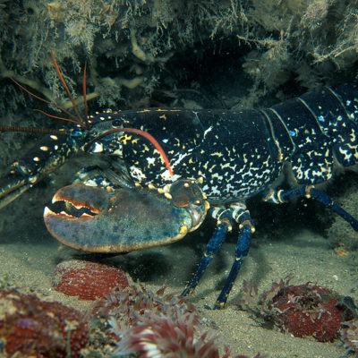 ASZ-Learn-European-Lobster-Homarus-gammarus