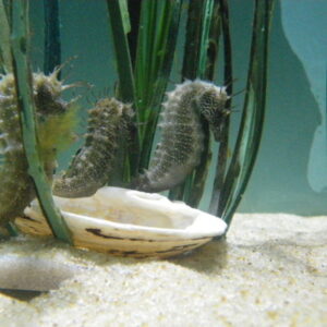 ASZ-Seahorse-breeding-programme-4