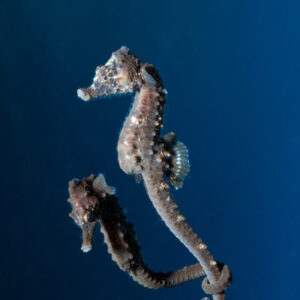 ASZ-Seahorse-breeding-programme-5