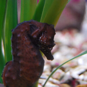 ASZ-Seahorse-breeding-programme-6