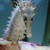 ASZ-Seahorse-breeding-programme-7