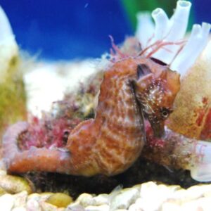  ASZ-Seahorse-breeding-programme-8