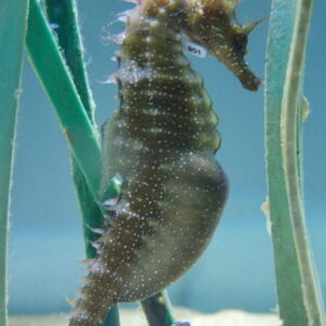 ASZ Seahorse breeding programme 5