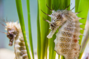 ASZ-Seahorse-breeding-programme1