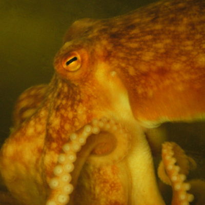 ASZ-Workbooks-Common-Octopus-close-up.-Frankie-Hobro