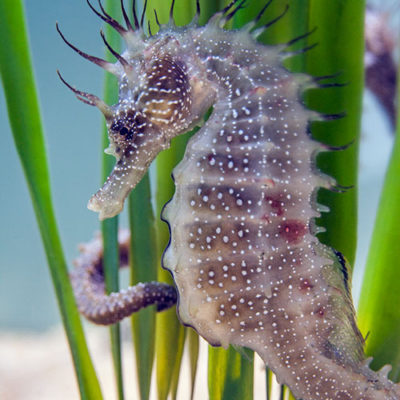 Aquarium-Areas-ASZ-1-Paul-Kay-british-seahorses