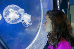Aquarium-Areas-ASZ-11