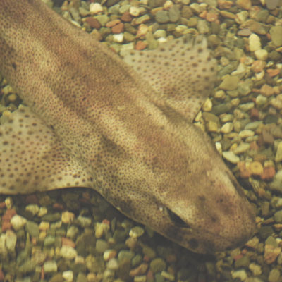 Aquarium-Areas-ASZ shark and ray pool