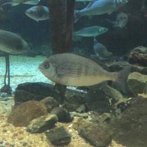 Black Seabream