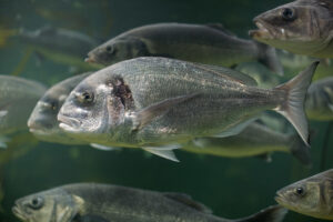 Bream-and-bass-Paul-kay