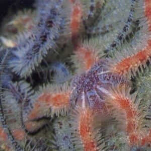 Common Brittlestar