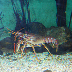 Crawfish-Research-Programme-ASZ-1