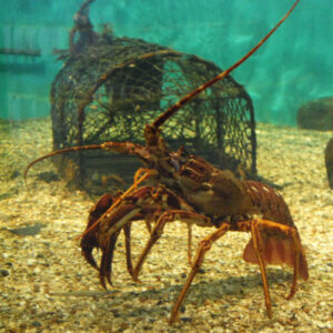 Crawfish-Research-Programme-ASZ-4