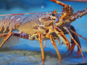 Crawfish-Research-Programme-ASZ-Crawfish-at-the-Sea-Zoo-2019