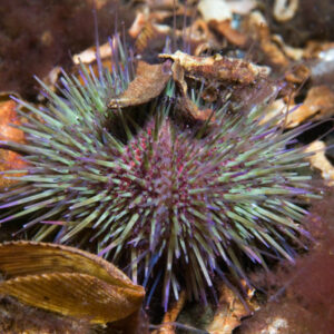 Green sea urchin