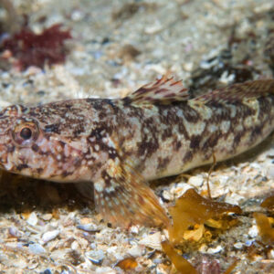 Rock Goby