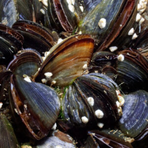 Mussel