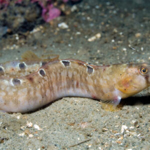 Butterfish