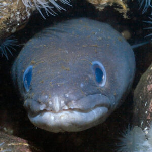 Conger Eel