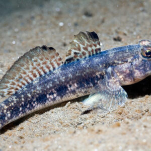 Black Goby