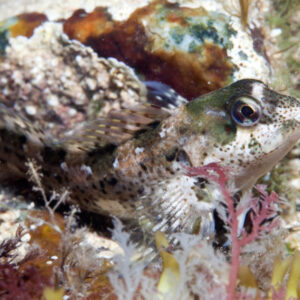 Shanny (or Common Blenny)