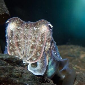 Common Cuttlefish