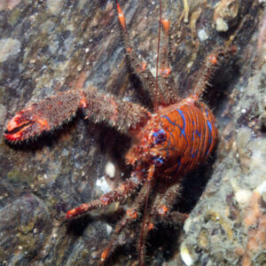 Spiny Squat Lobster