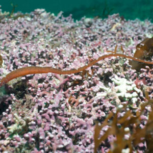 Worm pipefish