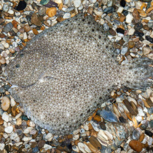 Turbot