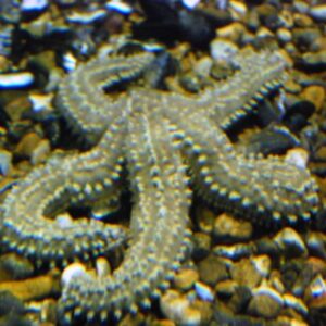 Spiny Starfish