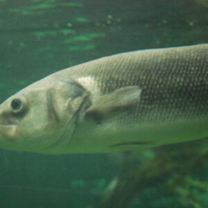 Sea Bass