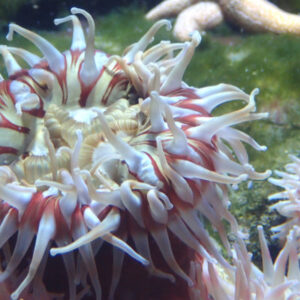 Dahlia Anemone