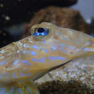 Dragonet