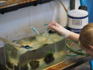 Feeding-spider-crab