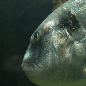 Gilthead Bream