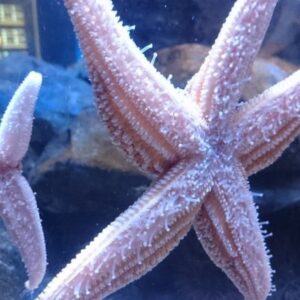 Common Starfish