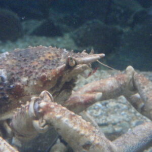 Spiny Spider Crab