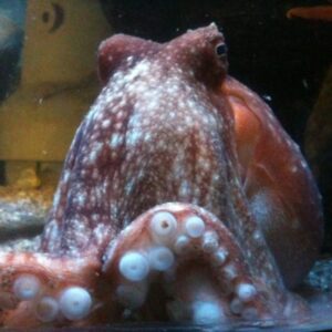Lesser (Curled) Octopus