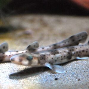 Smallspotted Catshark
