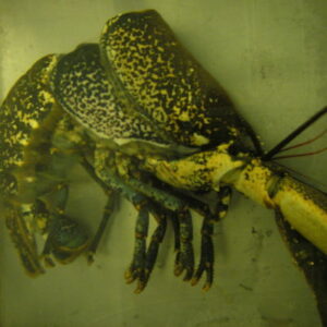 Lobster-hatchery-of-Wales-ASZ