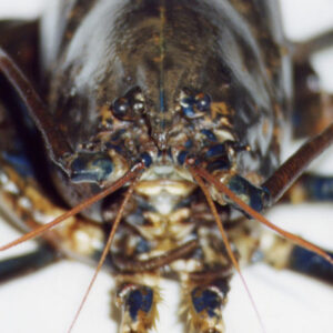 Lobster-hatchery-of-Wales-Lobster-front-view