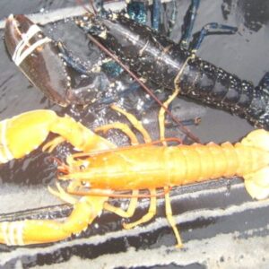 Lobster-hatchery-of-Wales-ORANGE-LOBSTER