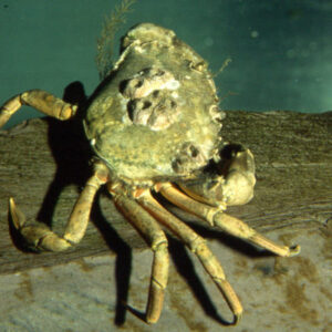 Lobster-hatchery-of-Wales-green-crab