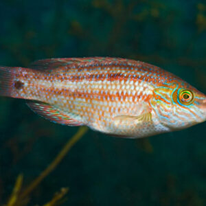 Corkwing wrasse
