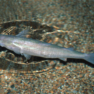 Thick lipped Grey Mullet
