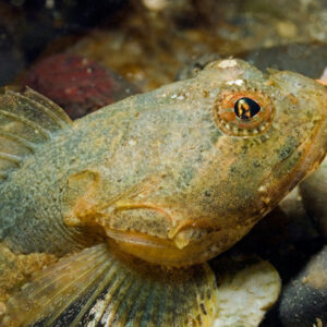 Short spined sea scorpion