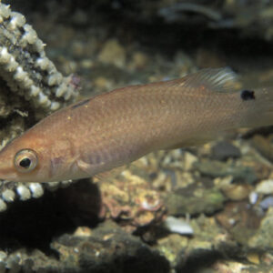 Goldsinny wrasse