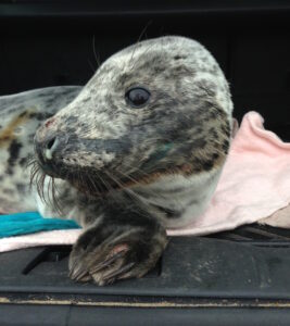 Marine-animal-rescue-network-4